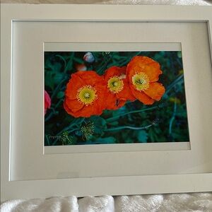 Framed Artwork Photography Vibrant Orange Poppy Art Print 🖼️